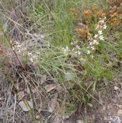 Stylidium graminifolium at Cook, ACT - 23 Nov 2021