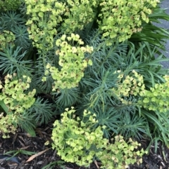 Euphorbia characias (Mediterranean Spurge) at Hughes, ACT - 24 Nov 2021 by ruthkerruish