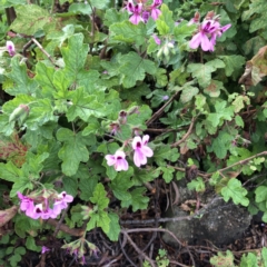 Pelargonium sp. (A Native Stork’s Bill) at Hughes, ACT - 24 Nov 2021 by ruthkerruish