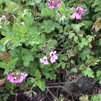 Pelargonium sp. (A Native Stork’s Bill) at Hughes, ACT - 24 Nov 2021 by ruthkerruish