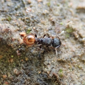 Meranoplus sp. (genus) at Throsby, ACT - 23 Nov 2021