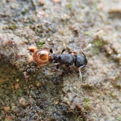 Meranoplus sp. (genus) (Shield Ant) at Throsby, ACT - 23 Nov 2021 by CathB