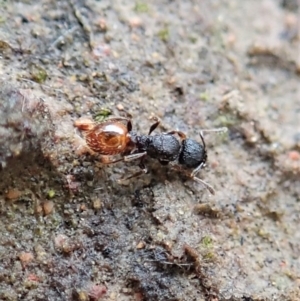 Meranoplus sp. (genus) at Throsby, ACT - 23 Nov 2021