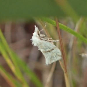 Heliocosma argyroleuca at Throsby, ACT - 23 Nov 2021 03:50 PM