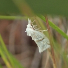 Heliocosma argyroleuca at Throsby, ACT - 23 Nov 2021 03:50 PM