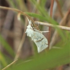 Heliocosma argyroleuca at Throsby, ACT - 23 Nov 2021 03:50 PM