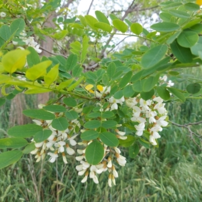 Robinia pseudoacacia (Black Locust) at Fraser, ACT - 9 Nov 2021 by Myrtle