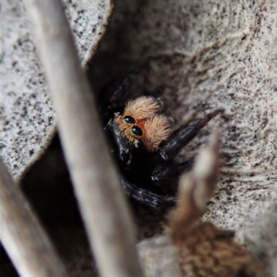 Unidentified Jumping or peacock spider (Salticidae) at Forde, ACT - 23 Nov 2021 by CathB