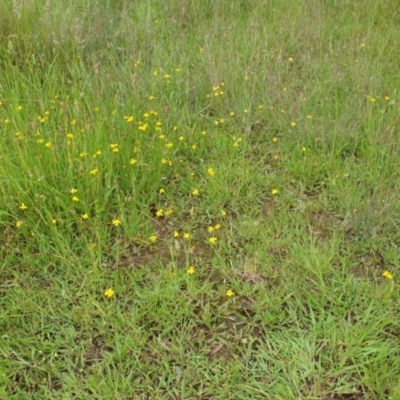 Goodenia pinnatifida (Scrambled Eggs) at Amaroo, ACT - 24 Nov 2021 by Wayne58