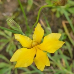 Goodenia pinnatifida at Amaroo, ACT - 24 Nov 2021