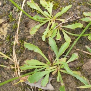 Goodenia pinnatifida at Amaroo, ACT - 24 Nov 2021