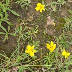 Goodenia pinnatifida at Amaroo, ACT - 24 Nov 2021