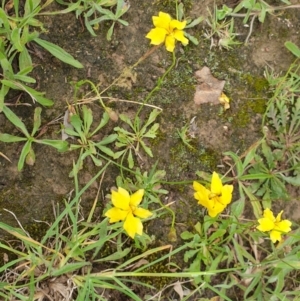 Goodenia pinnatifida at Amaroo, ACT - 24 Nov 2021