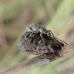 Merimnetes oblongus (Radiata pine shoot weevil) at Aranda Bushland - 21 Nov 2021 by CathB