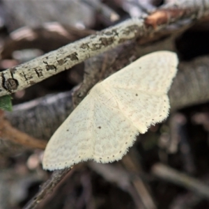 Scopula optivata at Coree, ACT - 16 Nov 2021