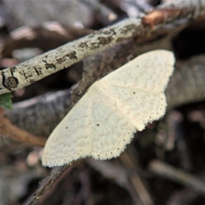 Scopula optivata (Varied Wave) at Ginninderry Conservation Corridor - 16 Nov 2021 by CathB