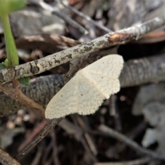 Scopula optivata at Coree, ACT - 16 Nov 2021