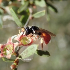 Exoneura sp. (genus) (A reed bee) at Aranda Bushland - 17 Nov 2021 by CathB