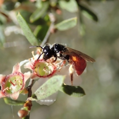 Exoneura sp. (genus) (A reed bee) at Aranda Bushland - 17 Nov 2021 by CathB