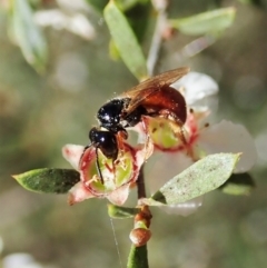 Exoneura sp. (genus) at Cook, ACT - 17 Nov 2021 03:47 PM