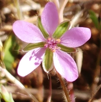 Erodium (genus) (A Storksbill) at Molonglo Valley, ACT - 31 Oct 2021 by sangio7