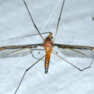 Leptotarsus (Macromastix) costalis at Ainslie, ACT - 22 Nov 2021