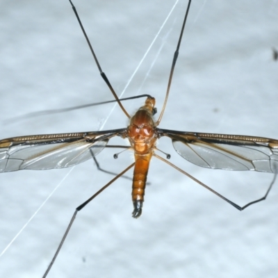 Leptotarsus (Macromastix) costalis (Common Brown Crane Fly) at Ainslie, ACT - 22 Nov 2021 by jb2602