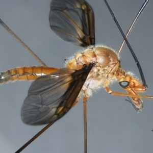 Leptotarsus (Macromastix) costalis at Ainslie, ACT - 22 Nov 2021