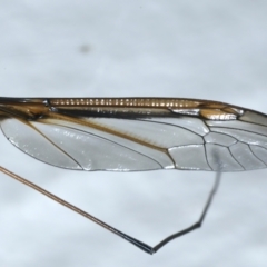 Leptotarsus (Macromastix) costalis at Ainslie, ACT - 22 Nov 2021