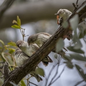 Daphoenositta chrysoptera at Pialligo, ACT - 23 Nov 2021 02:00 PM