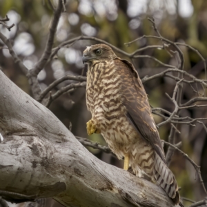 Tachyspiza fasciata at Pialligo, ACT - 23 Nov 2021