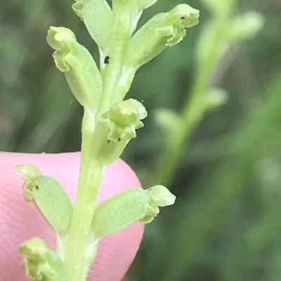 Microtis unifolia (Common Onion Orchid) at Red Hill Nature Reserve - 24 Nov 2021 by Tapirlord