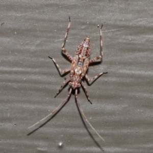 Miridae (family) at Acton, ACT - 21 Nov 2021 11:43 AM