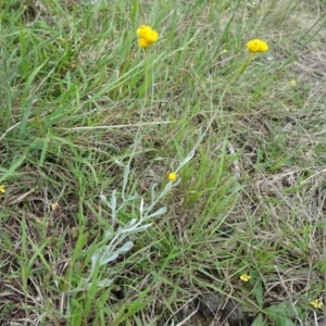 Chrysocephalum apiculatum at Lower Boro, NSW - 23 Nov 2021 12:25 PM