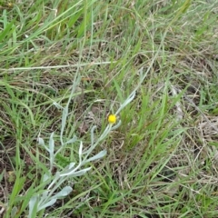 Chrysocephalum apiculatum at Lower Boro, NSW - 23 Nov 2021 12:25 PM