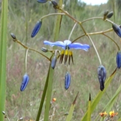 Dianella revoluta var. revoluta (Black-Anther Flax Lily) at Lower Boro, NSW - 23 Nov 2021 by JanetRussell