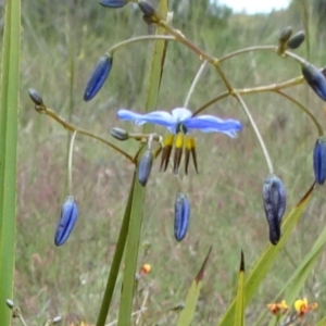 Dianella revoluta var. revoluta at Lower Boro, NSW - 23 Nov 2021