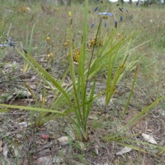 Dianella revoluta var. revoluta at Lower Boro, NSW - 23 Nov 2021