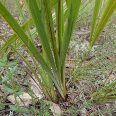 Dianella revoluta var. revoluta at Lower Boro, NSW - 23 Nov 2021