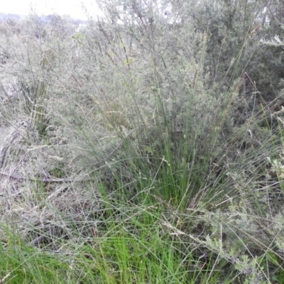 Carex appressa (Tall Sedge) at Carwoola, NSW - 21 Nov 2021 by Liam.m