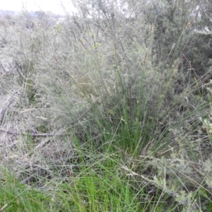 Carex appressa at Carwoola, NSW - 21 Nov 2021