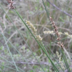 Carex appressa at Carwoola, NSW - suppressed