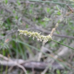 Carex appressa at Carwoola, NSW - 21 Nov 2021