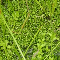 Unverified Other Fresh Water Plant by Liam.m