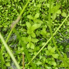 Unverified Other Fresh Water Plant by Liam.m