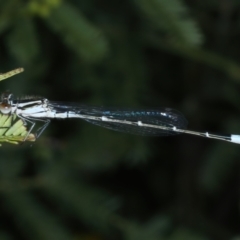 Austroagrion watsoni (Eastern Billabongfly) at Hackett, ACT - 23 Nov 2021 by jbromilow50