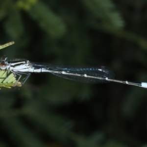 Austroagrion watsoni at Hackett, ACT - 23 Nov 2021 03:43 PM