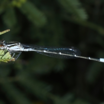 Austroagrion watsoni (Eastern Billabongfly) at Mount Ainslie - 23 Nov 2021 by jbromilow50