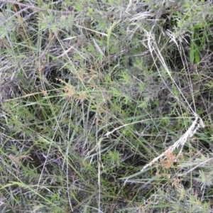 Juncus subsecundus at Carwoola, NSW - 21 Nov 2021