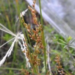 Juncus subsecundus at Carwoola, NSW - 21 Nov 2021